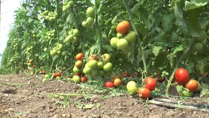Domates Hasadı Başladı