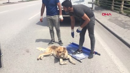 Karabük Kamyonetin Çarptığı Köpeğin Başından Ayrılmadı