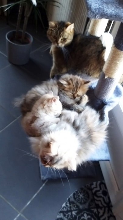 British Chatterie de Corsitalia
