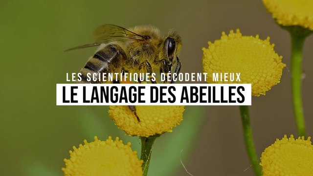 Les scientifiques font un grand pas en avant dans la compréhension du langage des abeilles