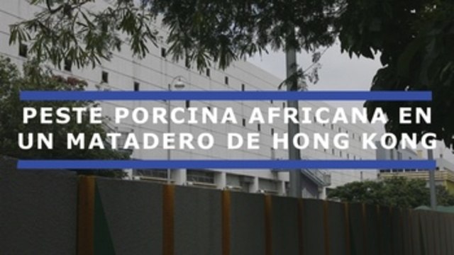 Hong Kong declara en un matadero su primer foco de Peste Porcina Africana
