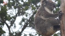 The Koala Is Now ‘Functionally Extinct’ Experts Say