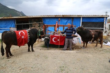 Artvin'de Milyonluk Boğa Üretim Çiftliği