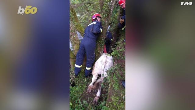 Rescue Workers Save Cow… Stuck in a Tree