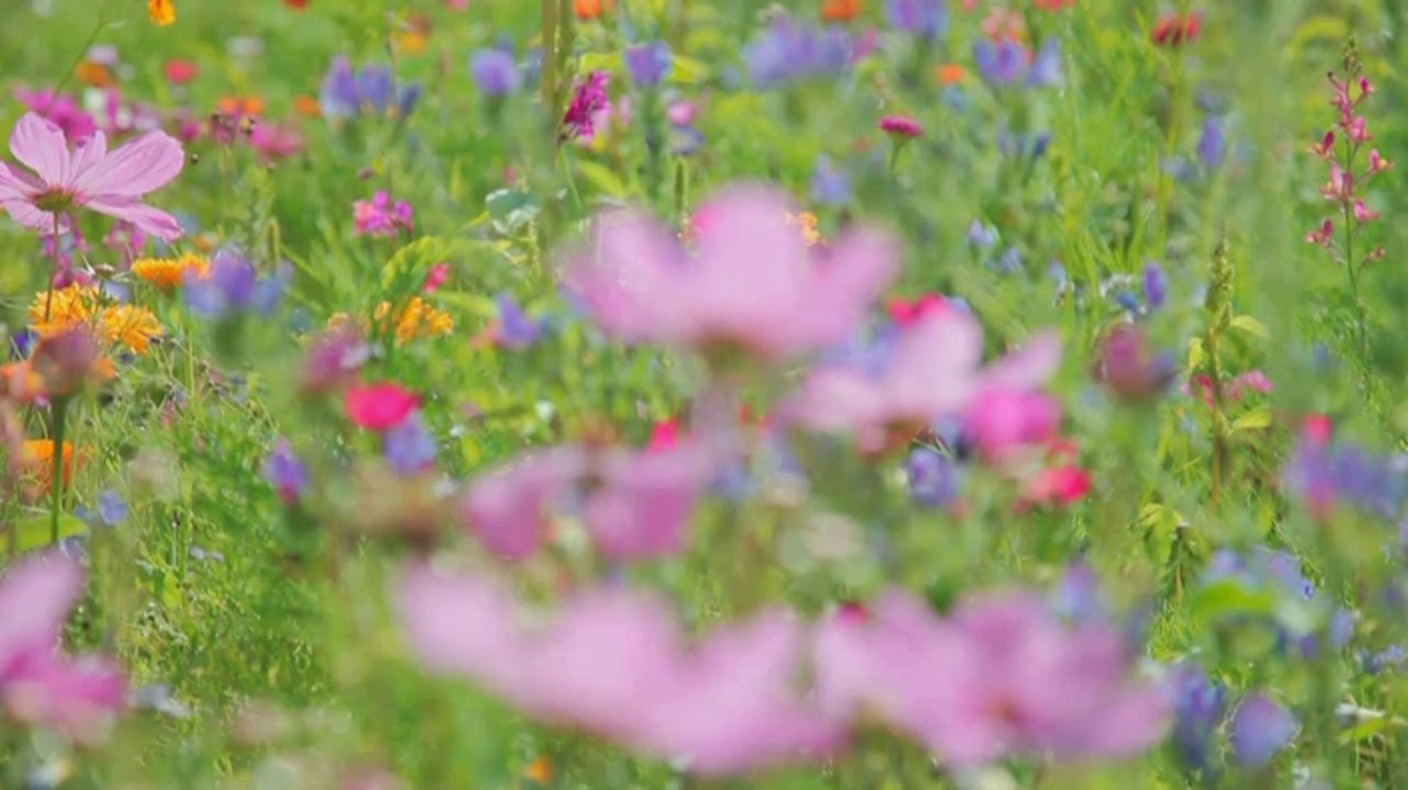 Clown Saschi Wunderwelt 3