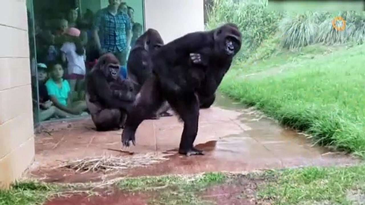 Une famille de gorilles veut échapper à la pluie ! On dirait des humains !