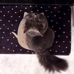 Vous allez vous perdre dans le regard perçant de ce magnifique chat !