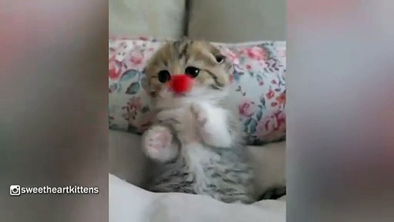 cute cats kittens
