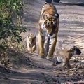 Admirez cet adorable scène entre une tigresse et ses petits. Trop cute !