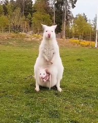 Cette maman Kangourou avec son petit dans la poche est tout simplement hypnotisant. Regardez !