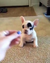 Ce chiot va vous faire sourire. Adorable !