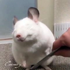 Cette souris apprécie vraiment qu'on lui peigne sa fourrure. Hilarant !