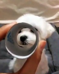 Quand un chiot se transforme en éléphant. Trop marrant !