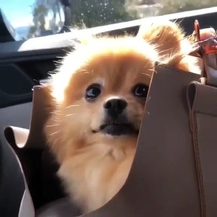 Ce chiot est tellement beau qu'il va vous laisser bouche-bée !