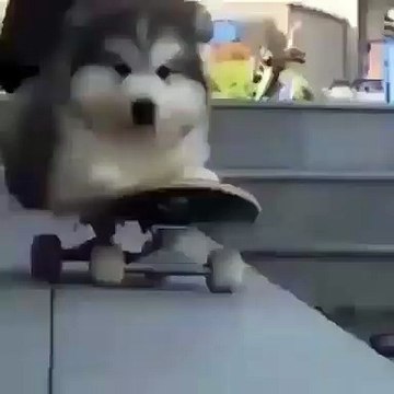 Quand un Husky joue au skateboard. Trop drôle !