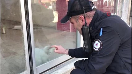 Dükkanda Mahsur Kalan Kedi İçin Kurtarma Operasyonu