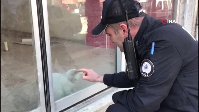 Dükkanda Mahsur Kalan Kedi İçin Kurtarma Operasyonu