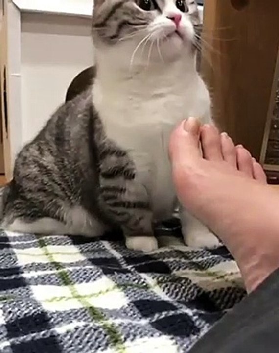 Ce chat n'aime pas l'odeur des pieds de sa maman. A mourir de rire !