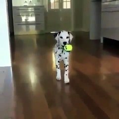 Ce chien va illuminer votre journée. Admirez !