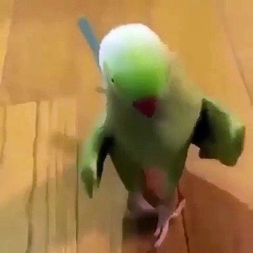 Quand un perroquet fait le Cat Walk . A mourir de rire !