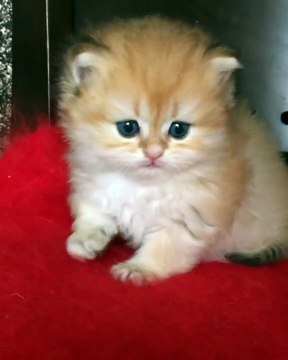 Ce chaton est tout simplement craquant. Trop mimi !