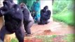 Gorilas  huyen de la lluvia de una manera ingeniosa y divertida