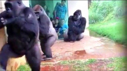 Gorilas  huyen de la lluvia de una manera ingeniosa y divertida