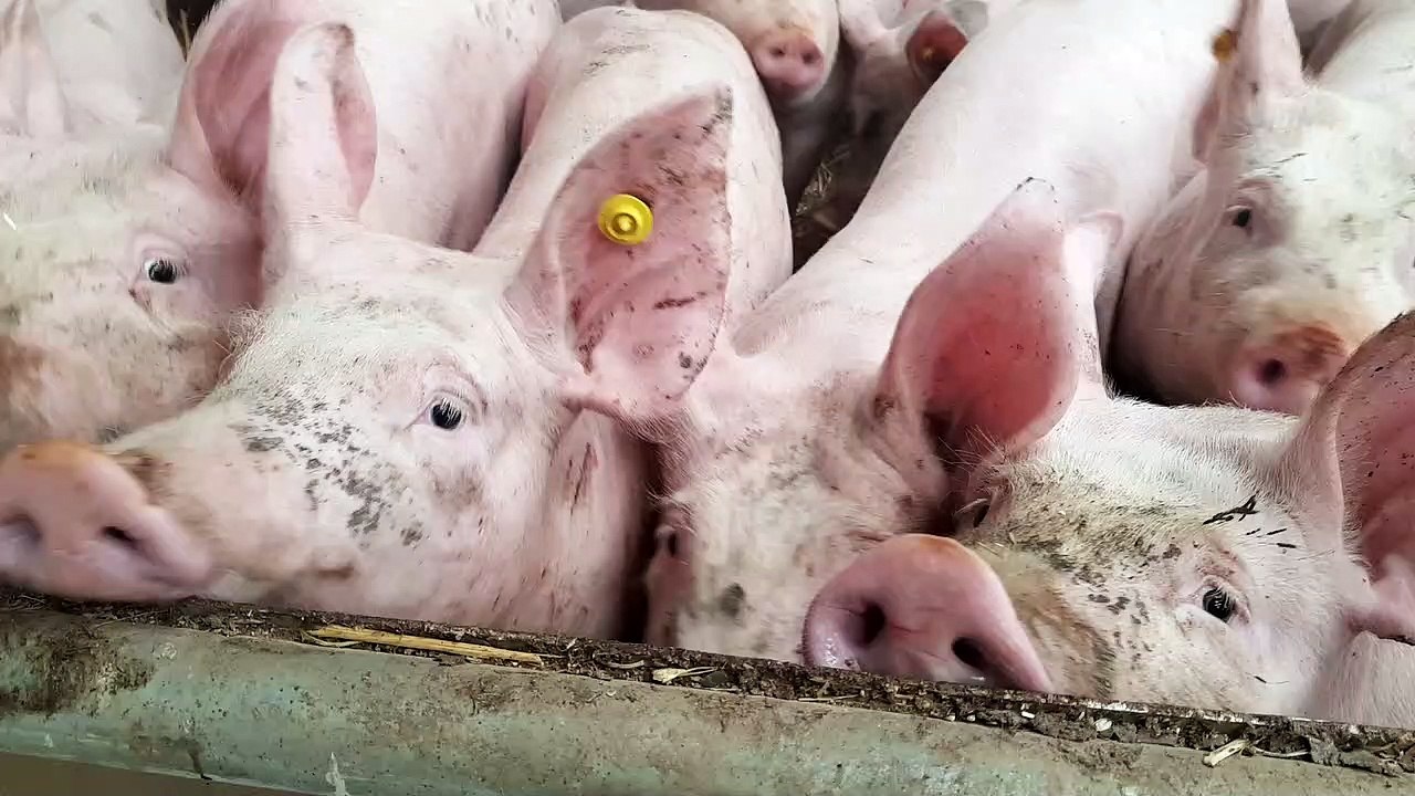 Romain Bresson tient un élevage de 70 porcs