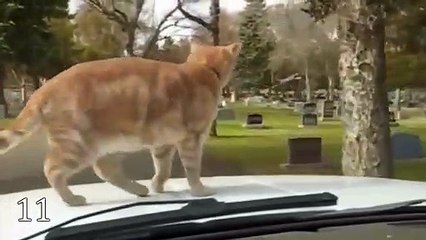 12 MOST FEARLESS ANIMALS