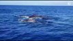 Baleias-jubarte aparecem antecipadamente no mar territorial de Vila Velha