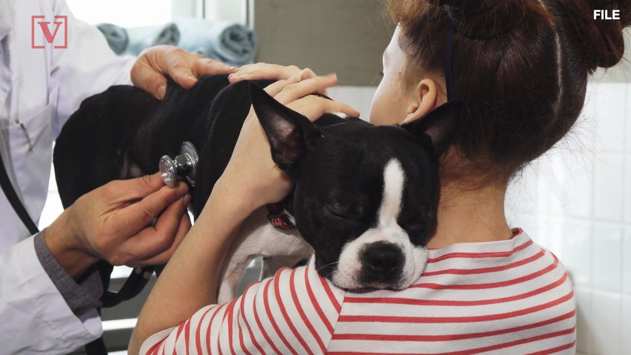 Cases of Disease Affecting Humans and Dogs Found in Iowa