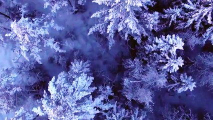 Jesu Brødre Juice WRLD