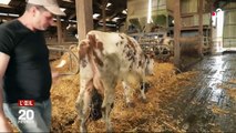 Les courants électriques à l'origine des mystérieuses morts de vaches ?