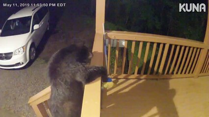 Bear Caught Playing on Porch Camera