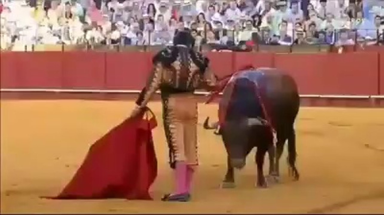 morante de la puebla seca lagrimas de um touro moribundo