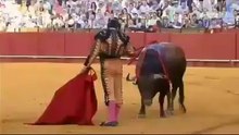morante de la puebla seca lagrimas de um touro moribundo