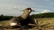 Cette maman oiseau courageuse défend son nid face à une moissonneuse