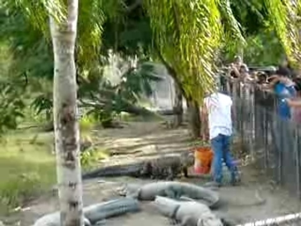 ferme d'alligator