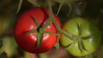 The Biggest Mistakes to Avoid When Growing Tomatoes