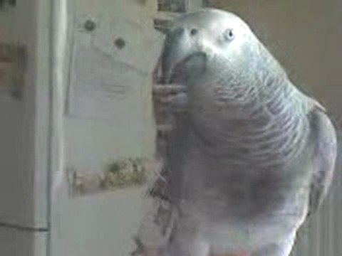 miko gris du gabon dit Caca