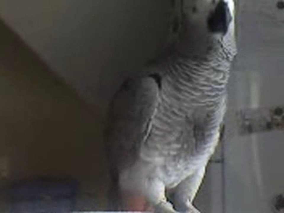 miko gris du gabon dit "miko"et "bisou"