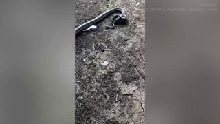 Incredible moment brown snake eats python which was eating a rat