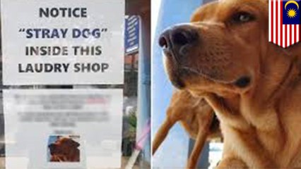 野良犬を保護するクリーニング店が話題に - トモニュース