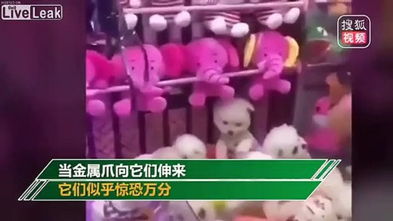 Ces chiots vivants sont proposés dans un jeu de fête foraine