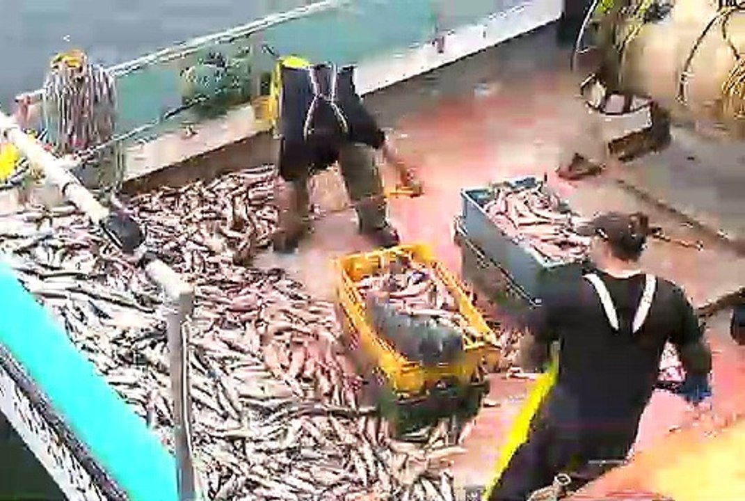 Des pêcheurs de harengs furieux