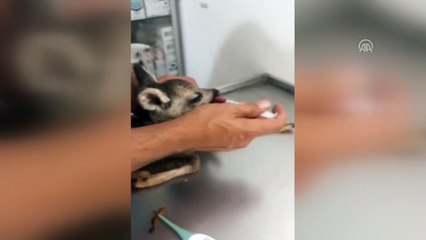 Çobanın bulduğu karaca yavrusuna koruma - HATAY