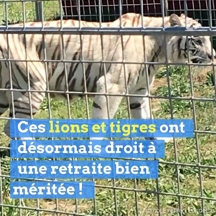 Bienvenue dans une maison de retraite... pour animaux de cirque !