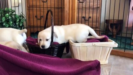 Precious Yellow Labrador Puppies