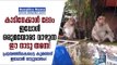 Kerala Floods Victim Monkey Finally Settles in Alappuzha Town! Deepika News
