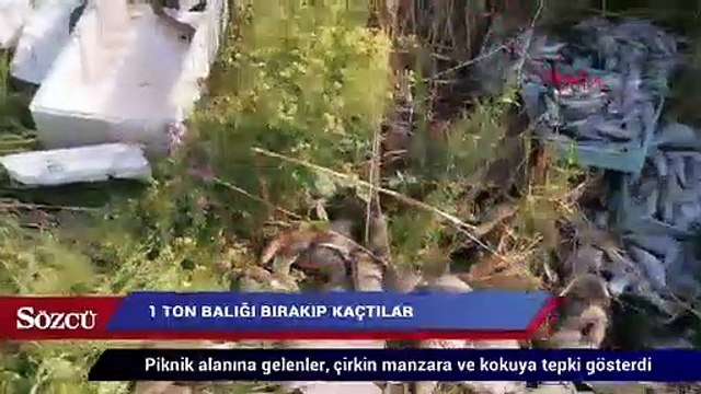 1 ton balığı piknik alanına bırakıp kaçtılar